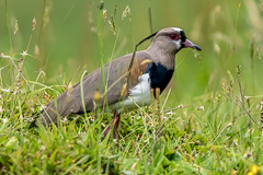 Southern Lapwing