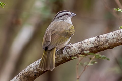 Tocuyo Sparrow