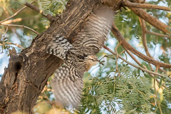 Indian Spotted Creeper