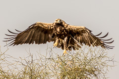 Eastern Imperial Eagle