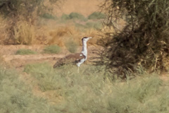 Great Indian Bustard