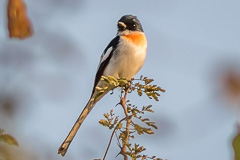 White-bellied Minivet