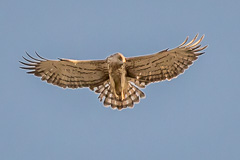 Short-toed Snake Eagle