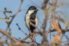 White-naped Tit