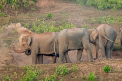 Asian Elephant