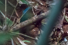 Blue-naped Pitta