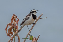 Mekong Wagtail