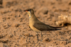 Oriental Pratincole