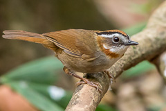 Rufous-throated Fulvetta