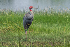 Sarus Crane