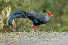 Siamese Fireback