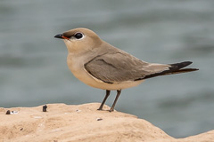 Small Pratincole