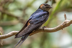 Striated Swallow