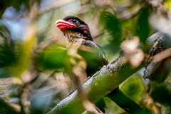 Dusky Broadbill