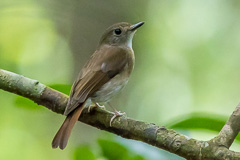 Fulvous-chested Jungle Flycatcher