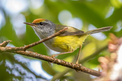 Mountain Tailorbird