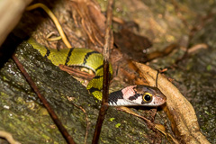 Green Keelback