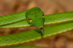 Oriental Whip Snake