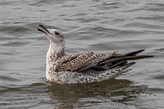 Heuglin's Gull