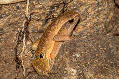 Striped Sticky Frog