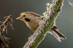 Golden-fronted Fulvetta