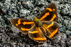 Himalayan Jester Symbrenthia hypselis