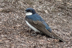 Black-collared Swallow