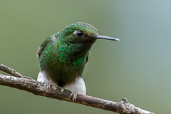 Booted Racket-tail