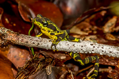 Condoto Stubfoot Toad