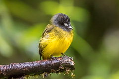 Ornate Flycatcher