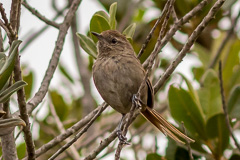 Perija Thistletail