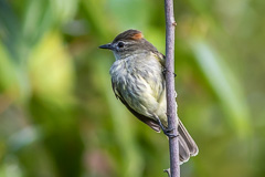 Rufous-crowned Eleania