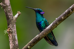 Sparkling Violetear