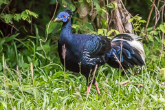 Crested Fireback