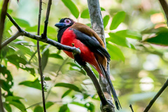 Diard's Trogon