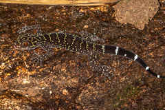 Cyrtodactylus phukhaensis