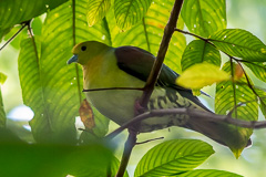 White-bellied Green Pigeon