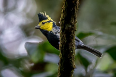 Yellow-cheeked Tit