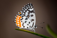 Common Red Pierrot