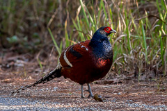 Mrs. Hume's Pheasant