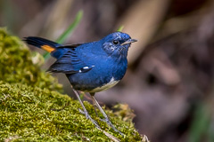 White-bellied Redstart