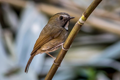 White-gorgeted Flycatcher