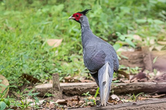 Kalij Pheasant