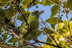 Moustached Barbet