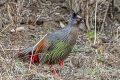 Blood Pheasant