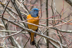 Blue-fronted Redstart