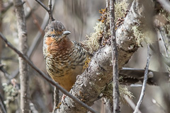 Giant Laughingthrush