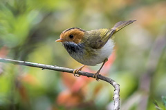 Red-faced Warbler