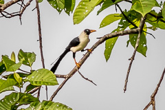 Bare-eyed Myna