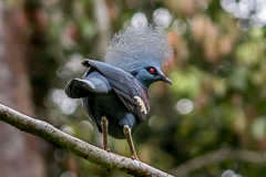 Western Crowned Pigeon